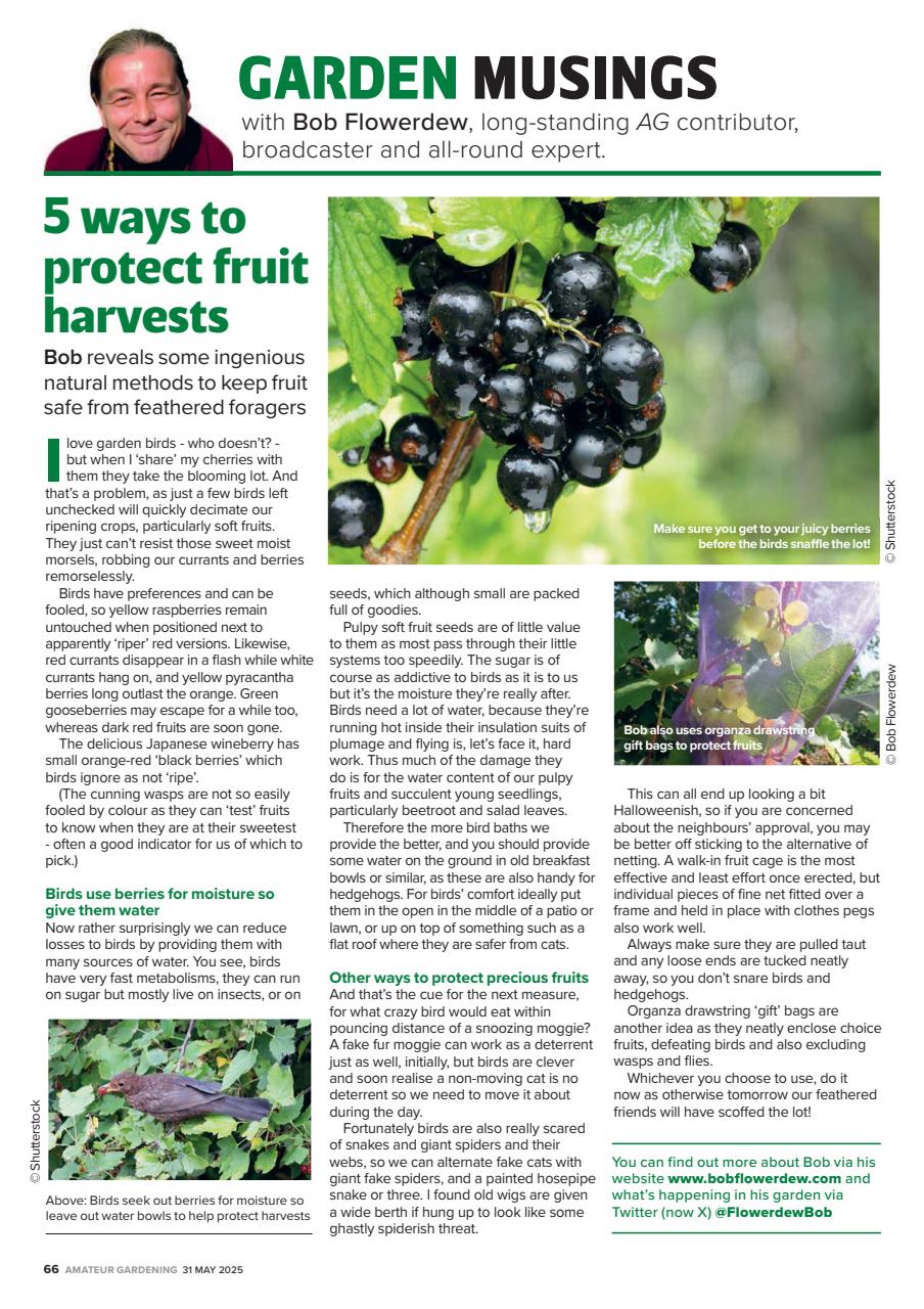 Amateur Gardening Preview Pages