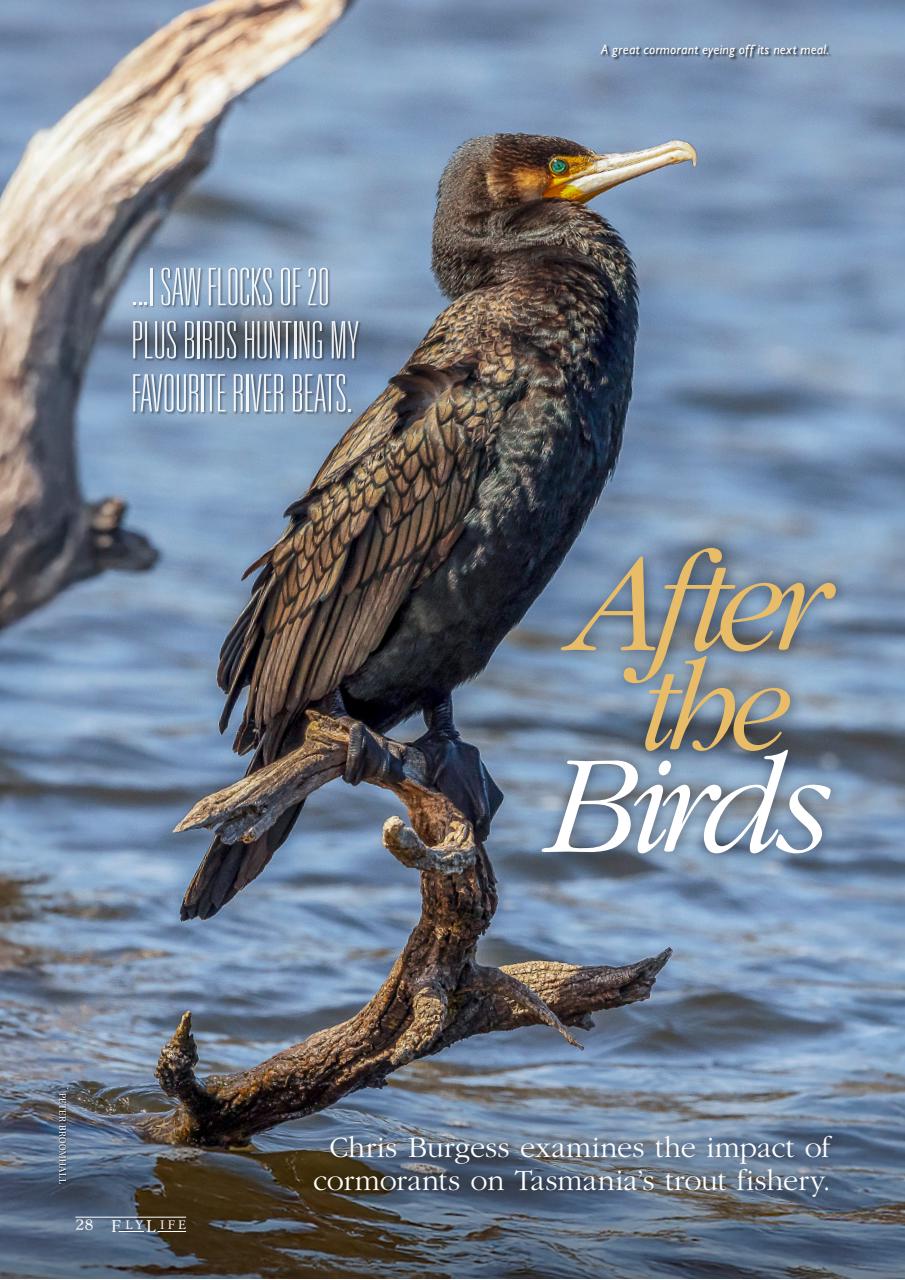 FlyLife Preview Pages