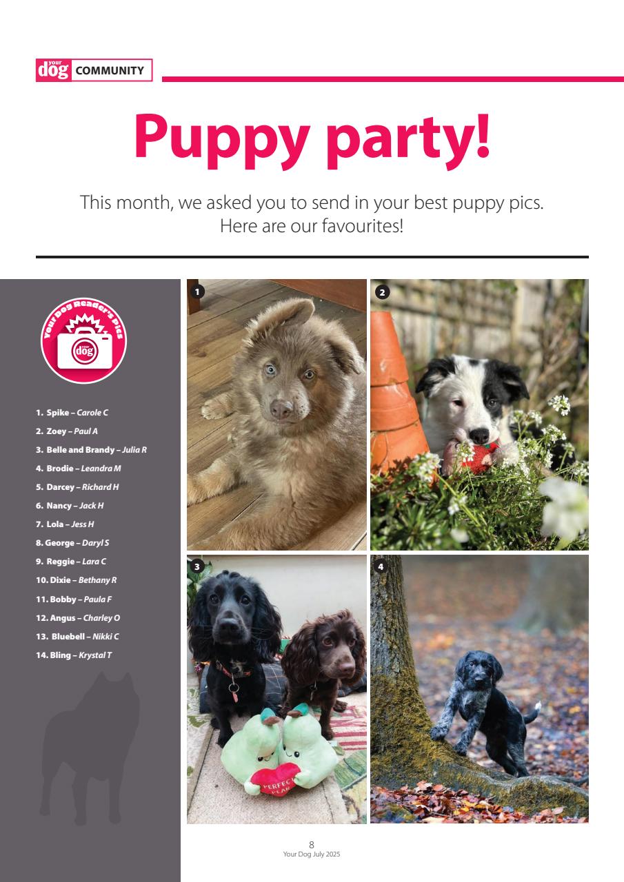 Your Dog Preview Pages