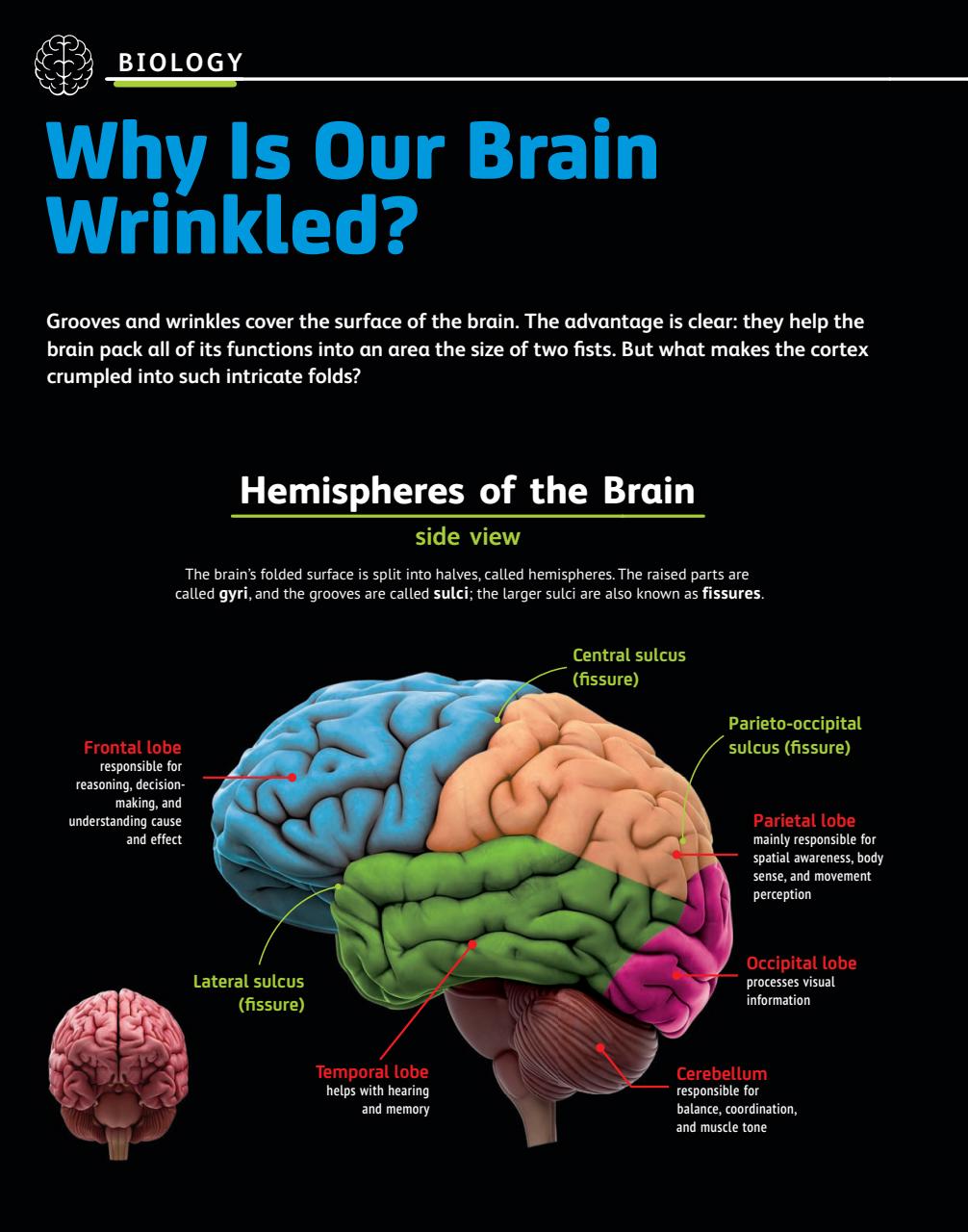 OYLA Magazine Preview Pages