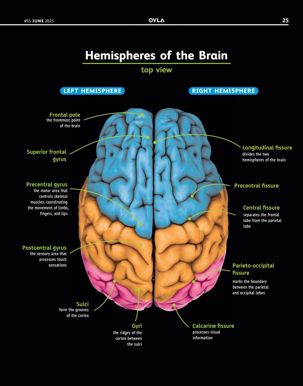 OYLA Magazine Preview Pages