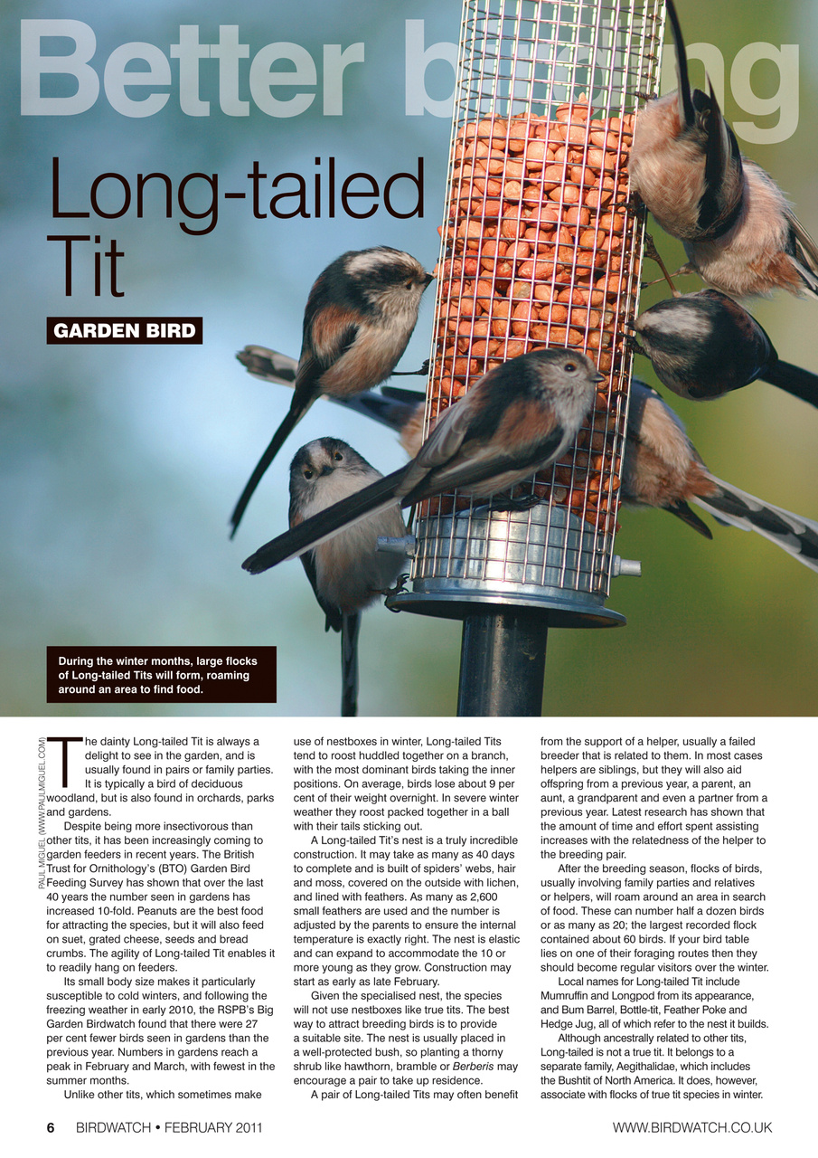 Birdwatch Magazine Preview Pages