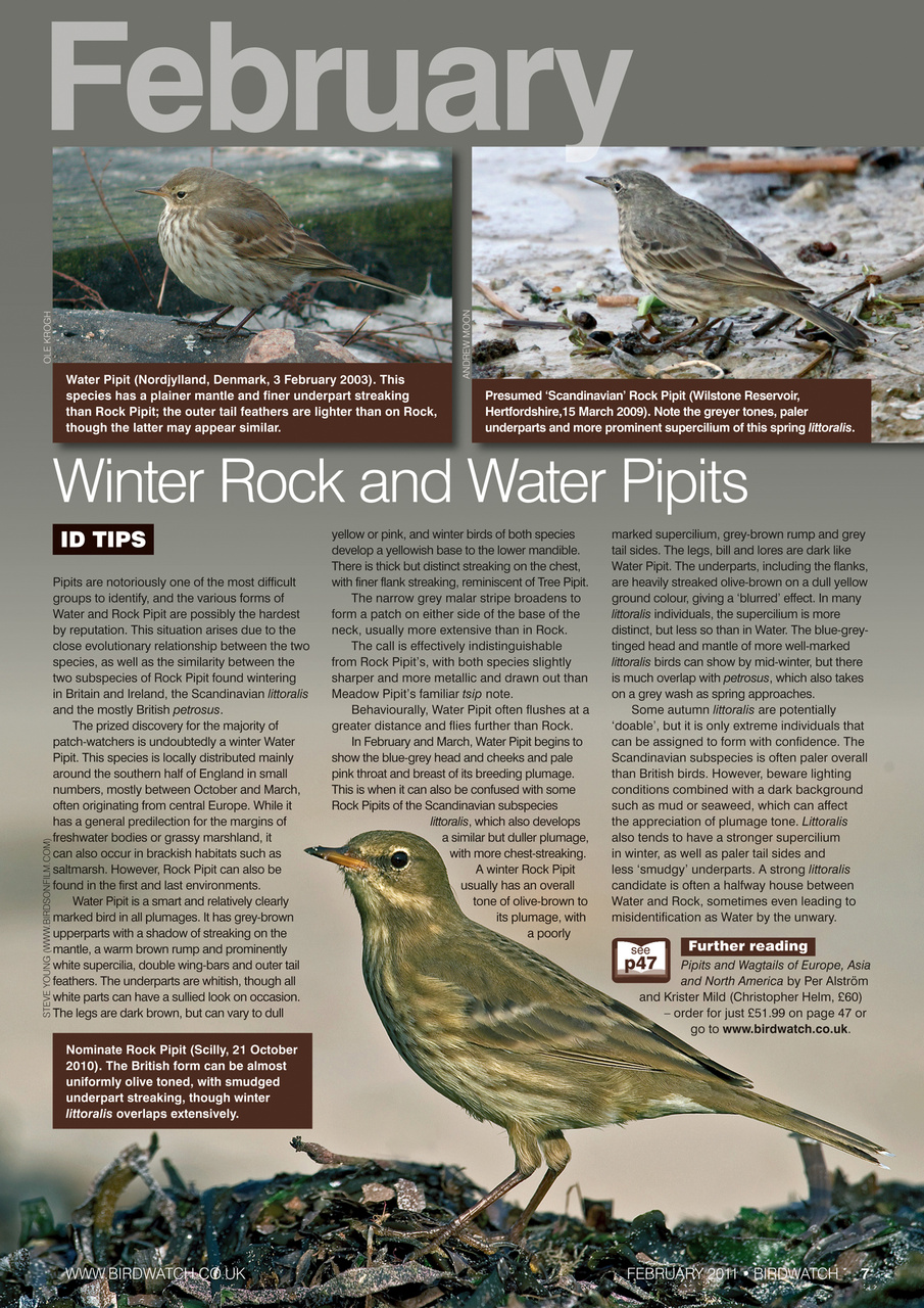 Birdwatch Magazine Preview Pages