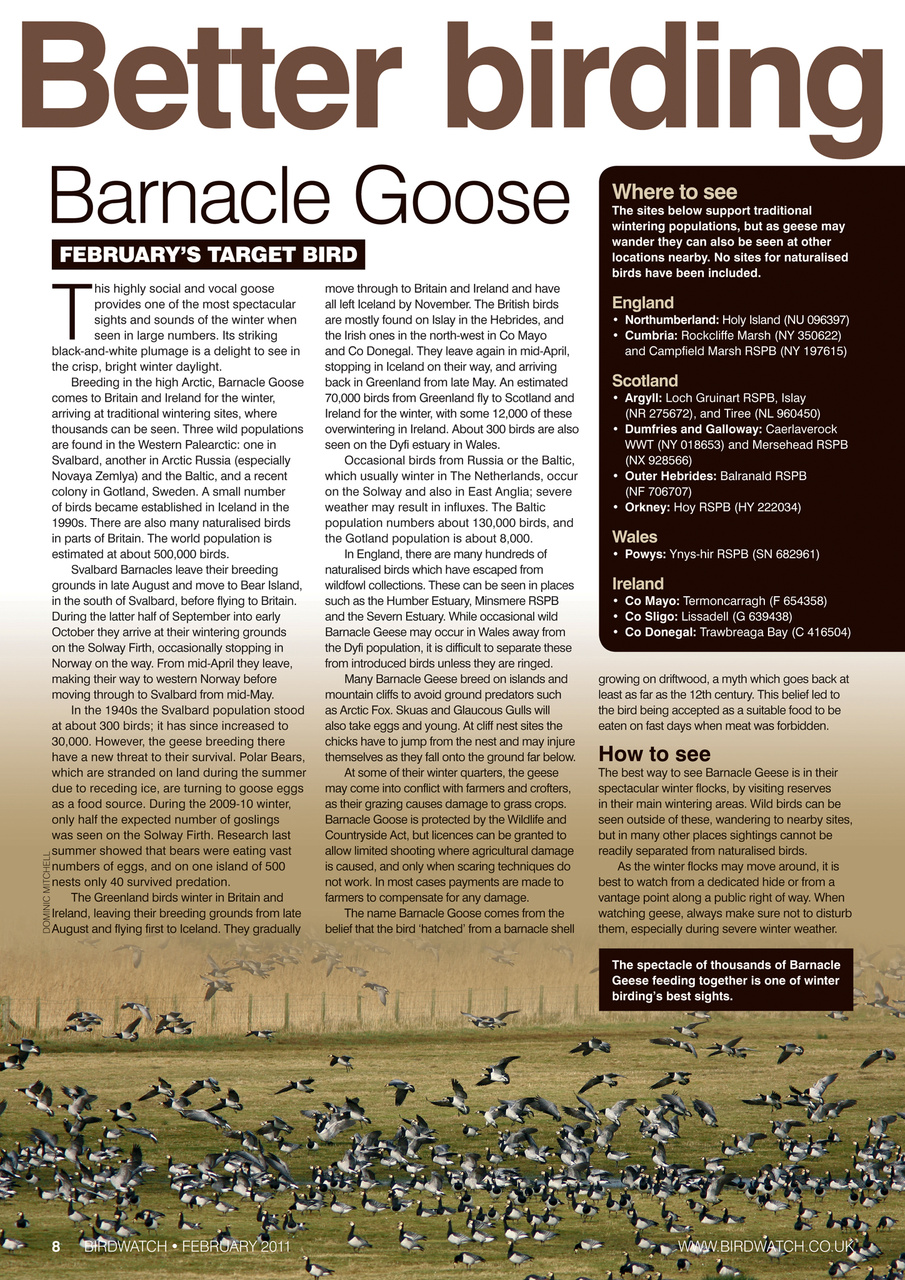 Birdwatch Magazine Preview Pages