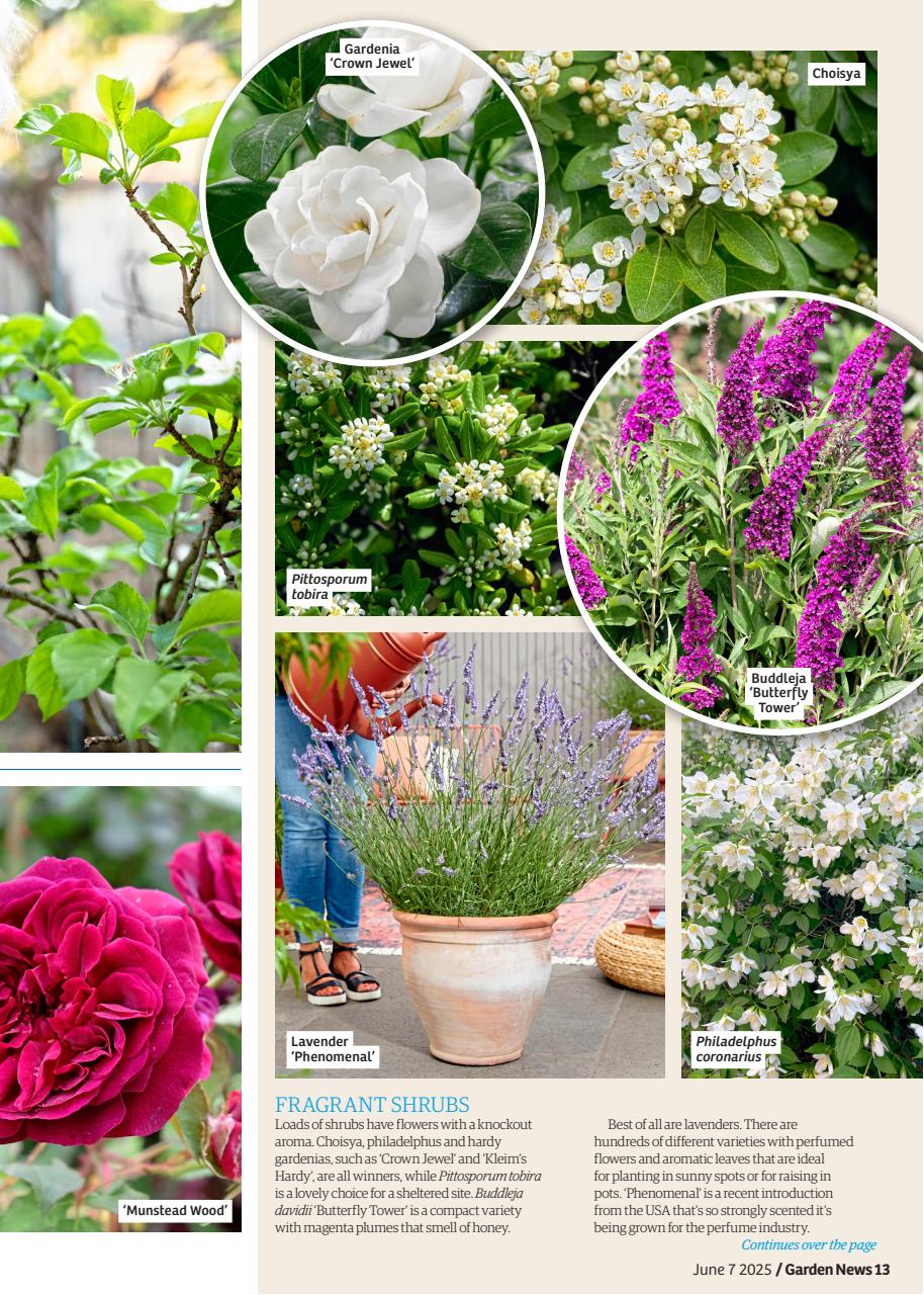 Garden News Preview Pages