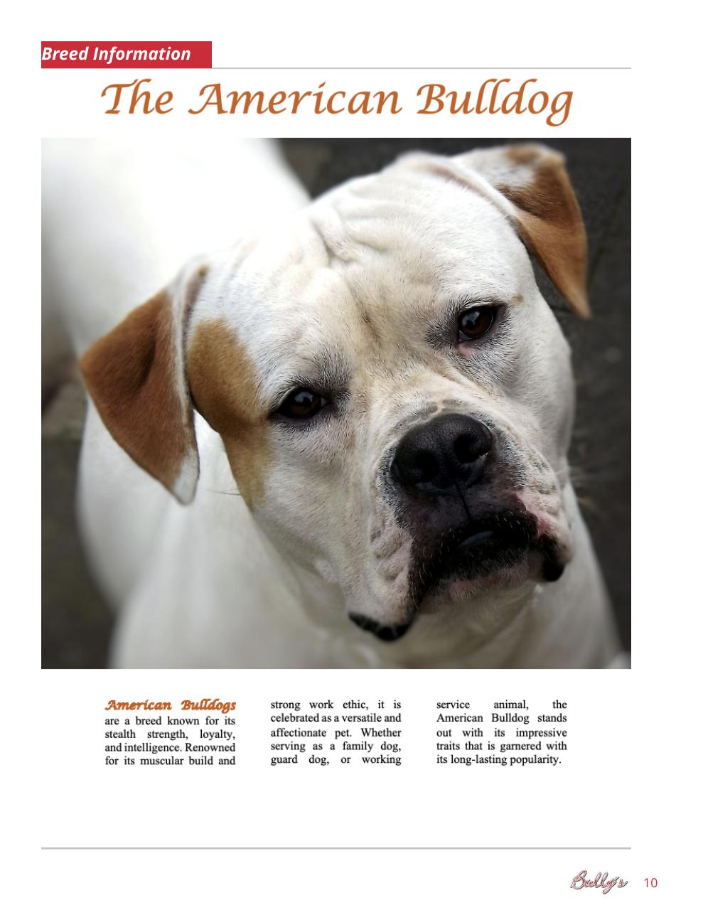 Bully’s - The Bulldog Magazine Preview Pages