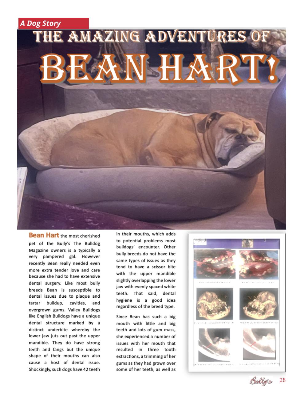 Bully’s - The Bulldog Magazine Preview Pages