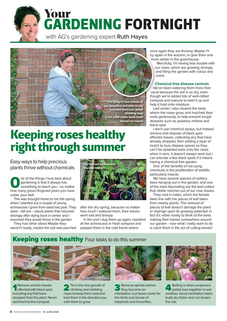 Amateur Gardening Preview Pages