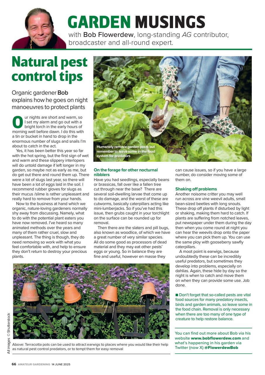 Amateur Gardening Preview Pages