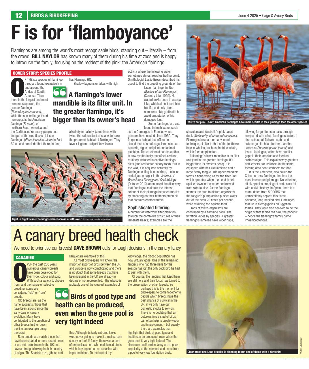 Cage & Aviary Birds Preview Pages