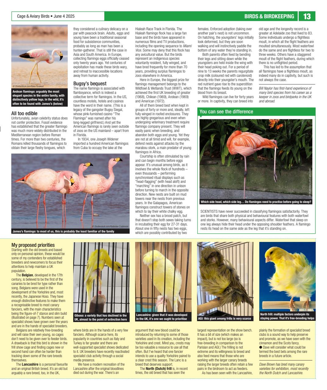 Cage & Aviary Birds Preview Pages