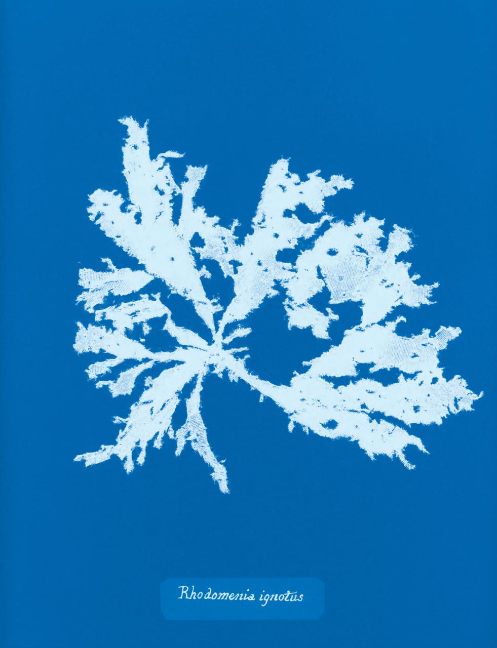 Black+White Photography Preview Pages