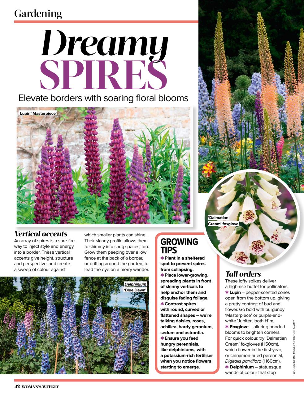 Woman's Weekly Preview Pages