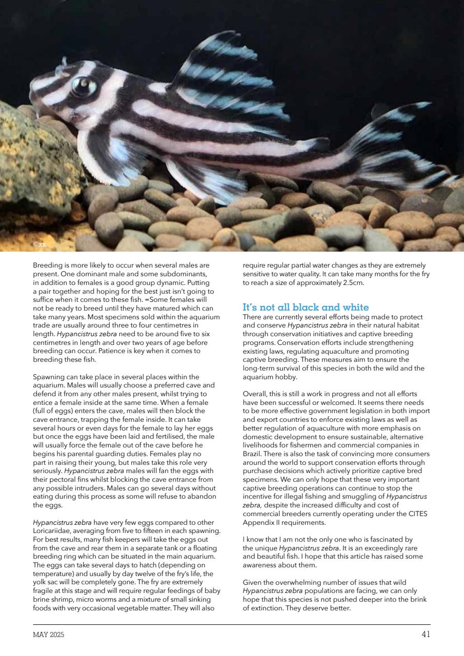 Exotics Keeper Preview Pages