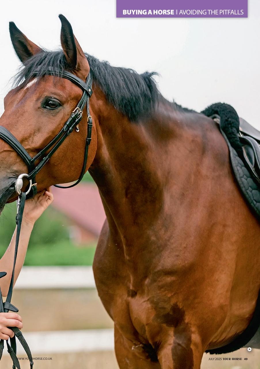 Your Horse Preview Pages