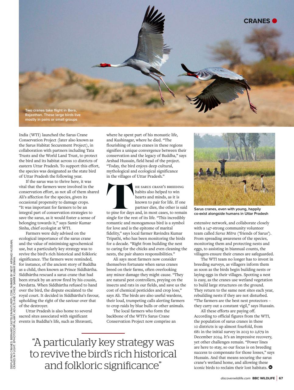 BBC Wildlife Magazine Preview Pages