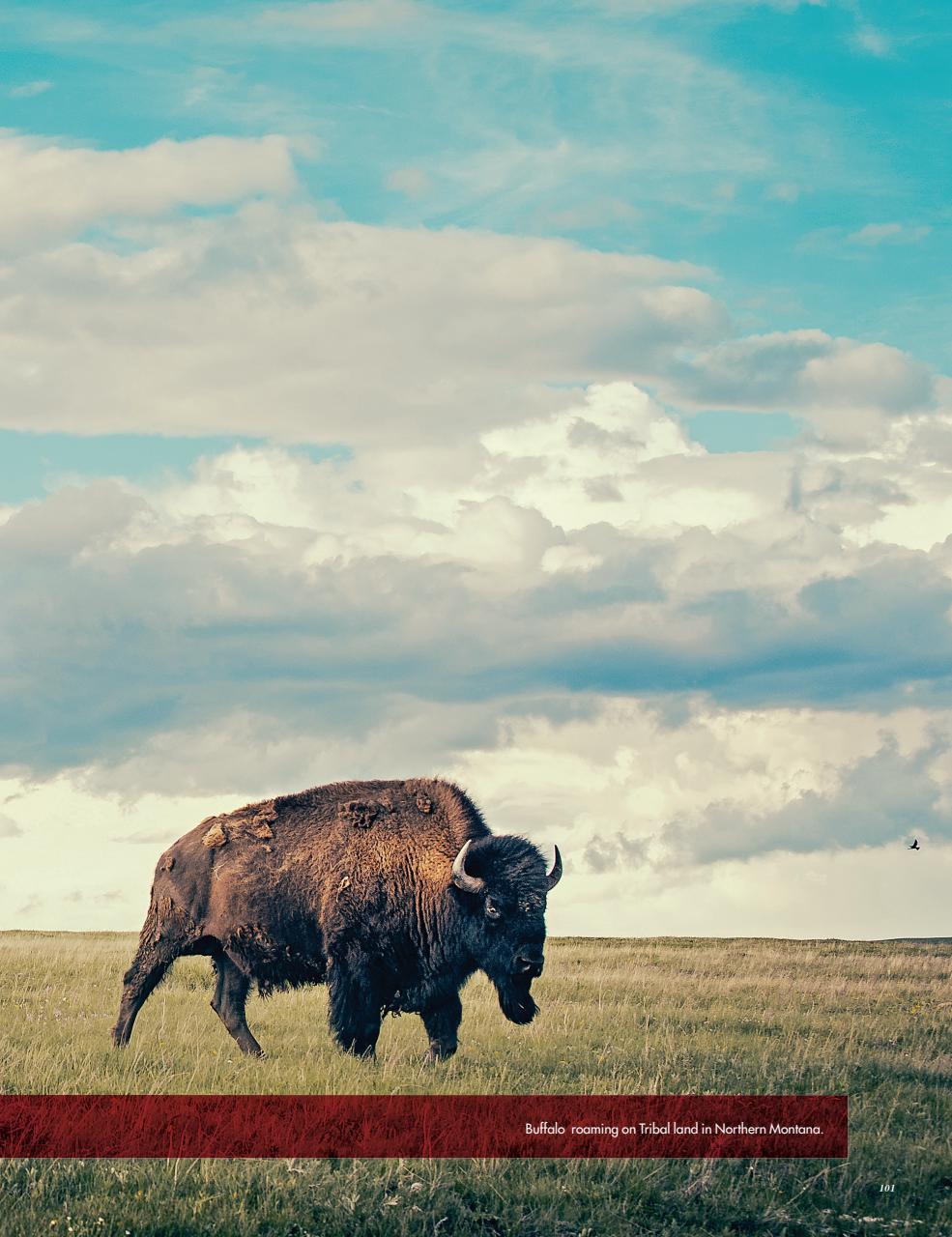 Cowboys and Indians Preview Pages