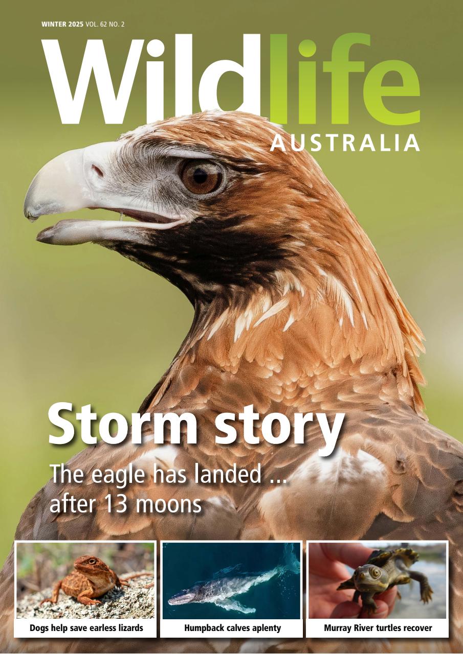 Wildlife Australia Preview Pages