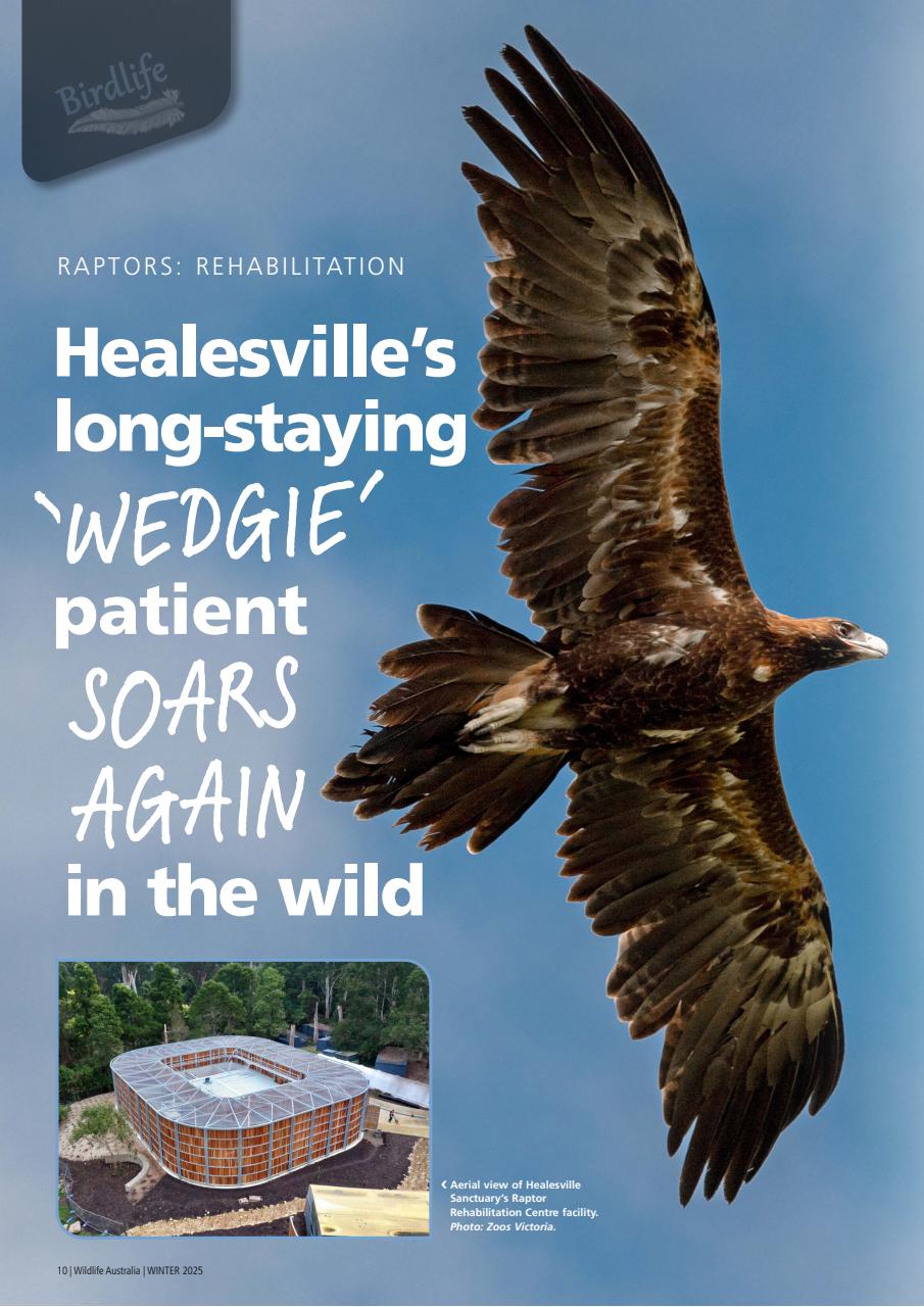 Wildlife Australia Preview Pages