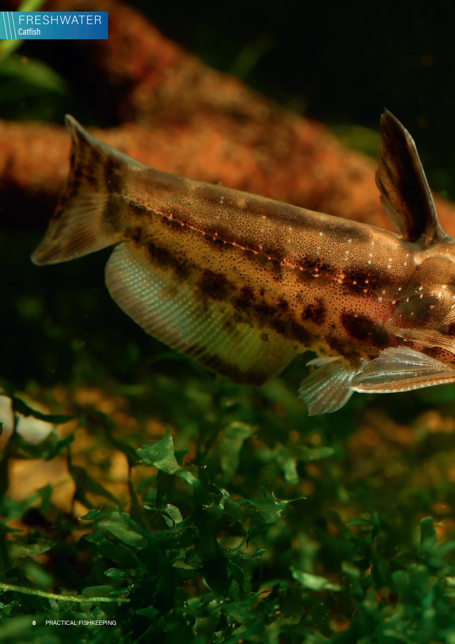 Practical Fishkeeping Preview Pages