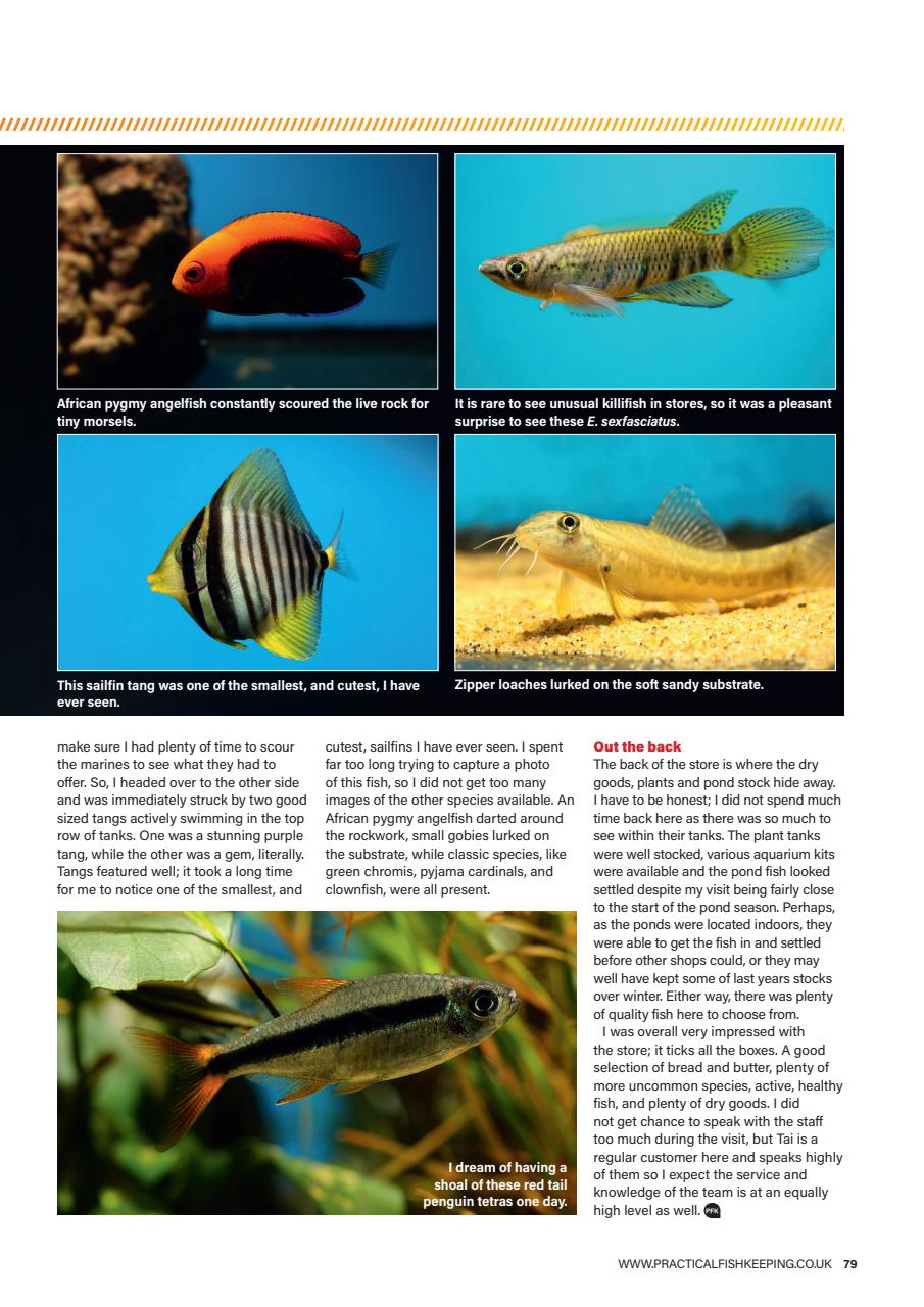 Practical Fishkeeping Preview Pages