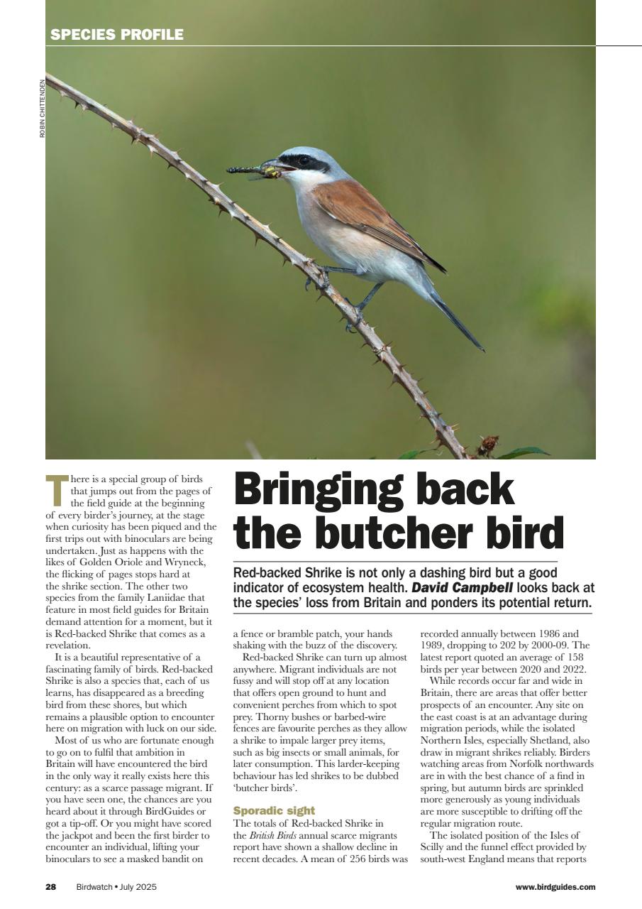 Birdwatch Magazine Preview Pages