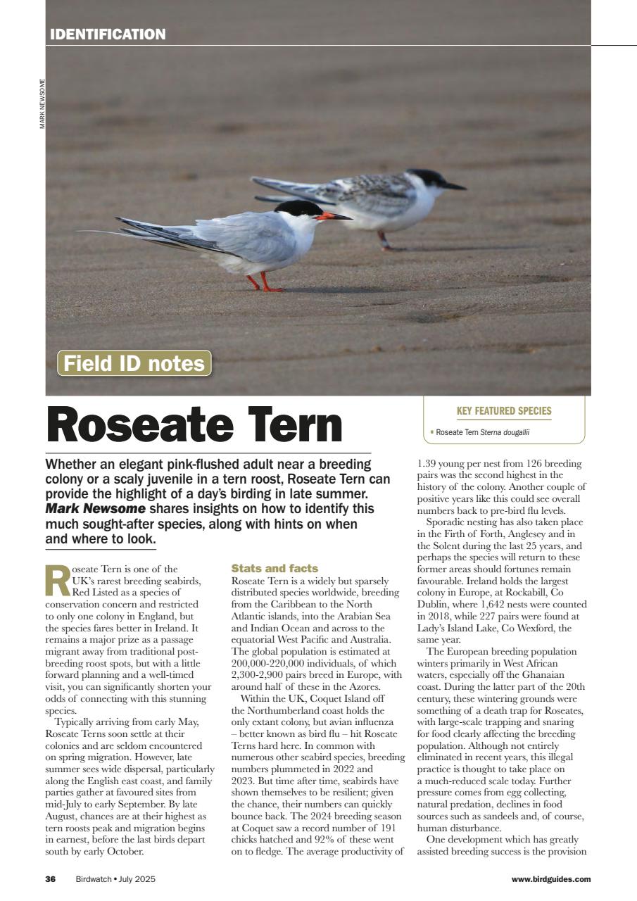 Birdwatch Magazine Preview Pages