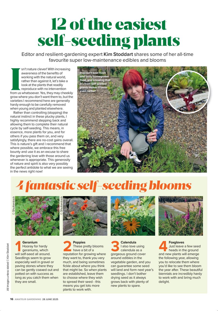 Amateur Gardening Preview Pages