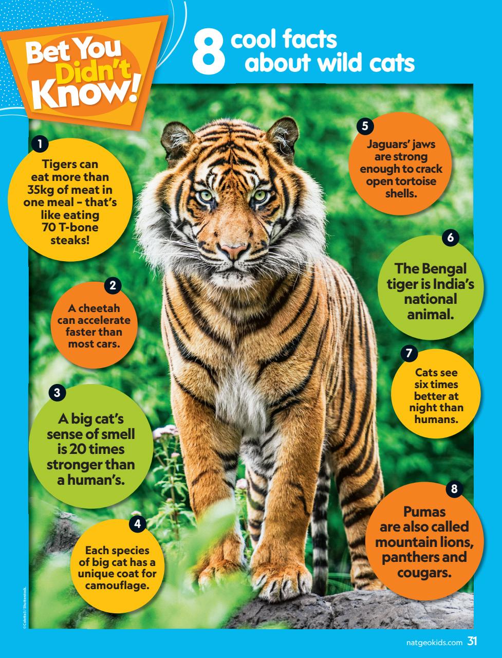National Geographic Kids Preview Pages