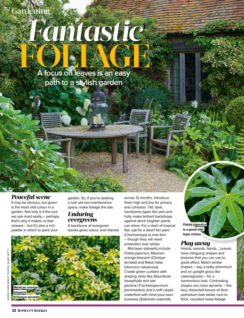 Woman's Weekly Preview Pages