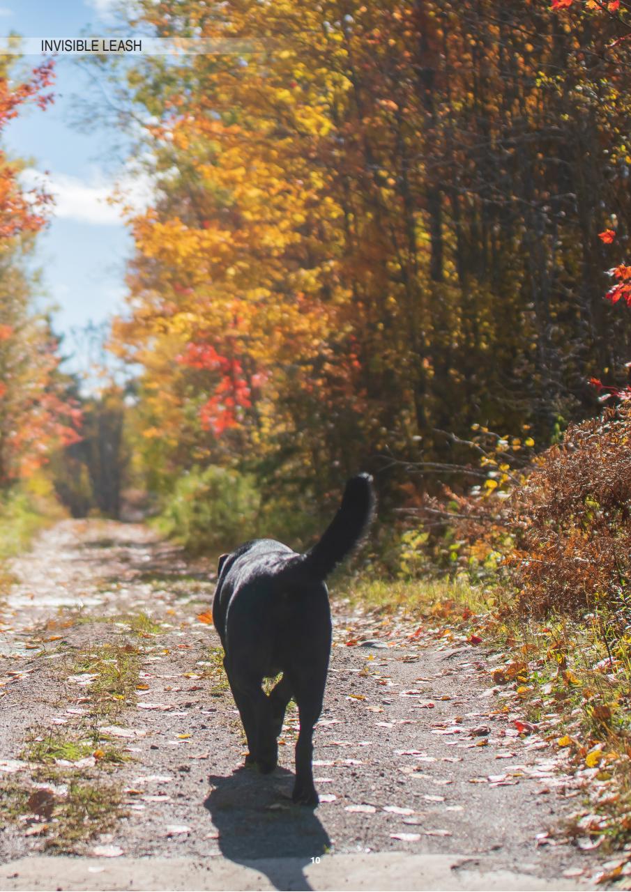 Edition Dog Preview Pages