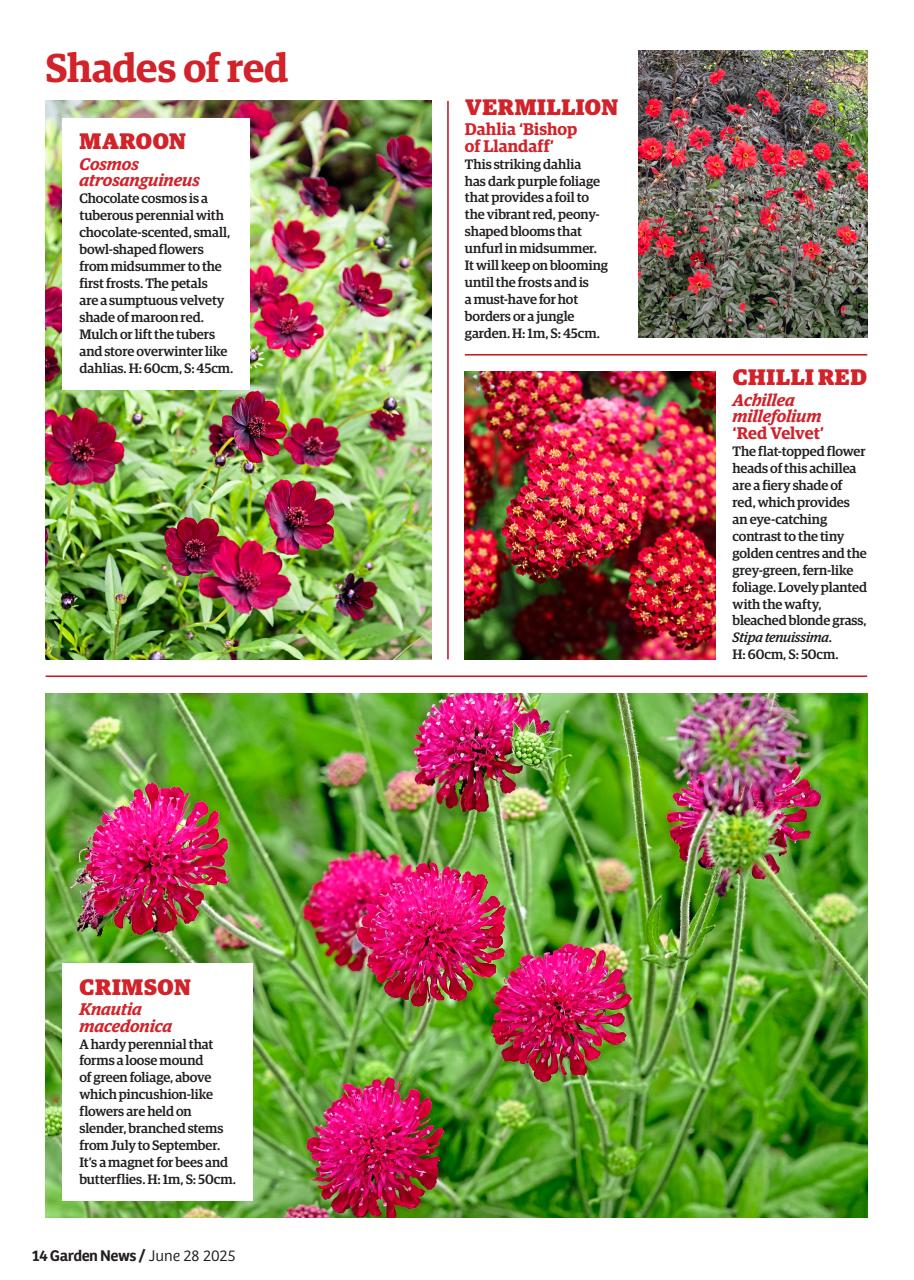 Garden News Preview Pages