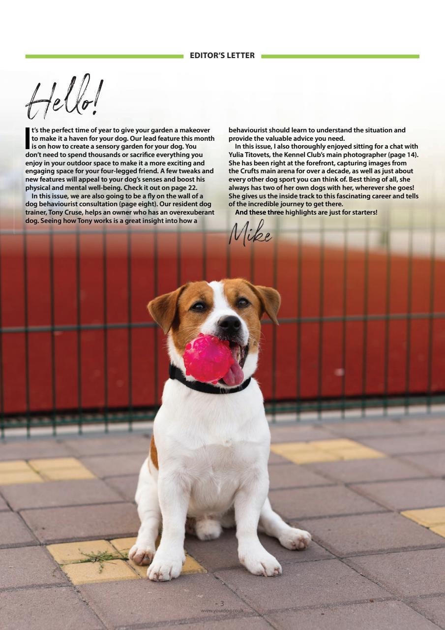 Your Dog Preview Pages