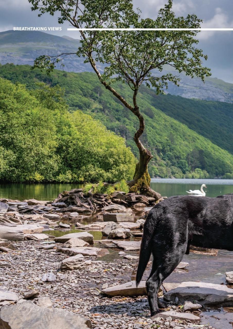 Your Dog Preview Pages