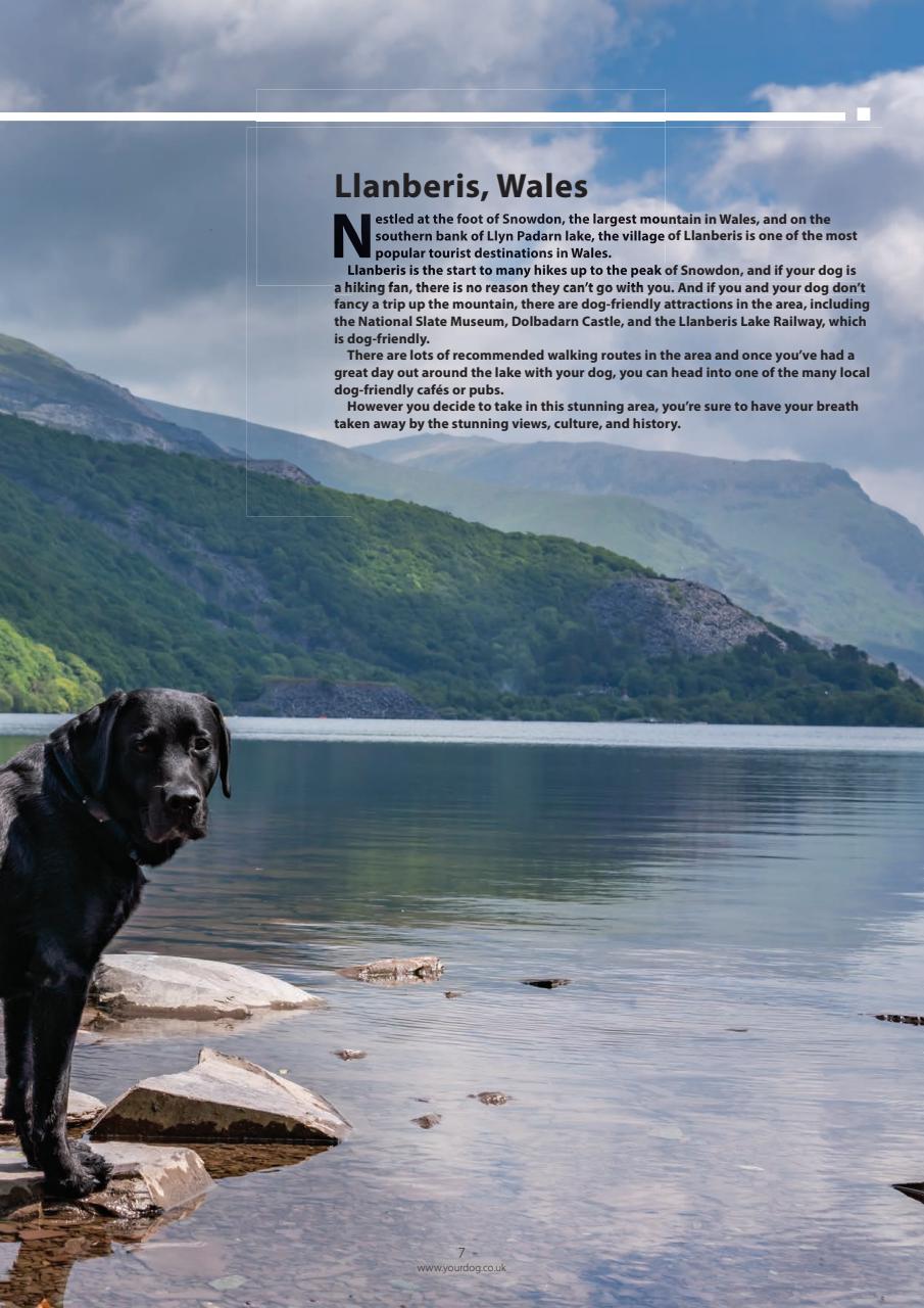 Your Dog Preview Pages