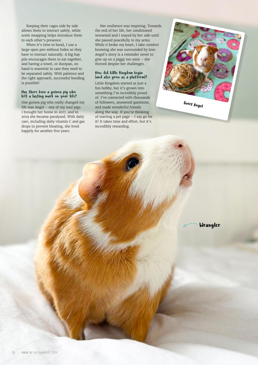 Guinea Pig Magazine Preview Pages
