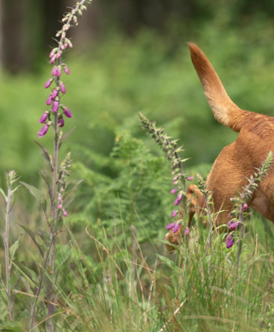 Gundog Journal Preview Pages