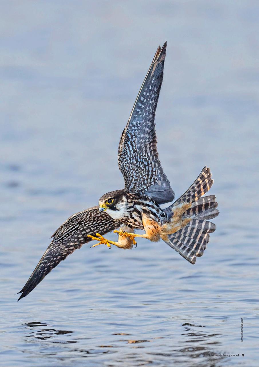 Bird Watching Preview Pages