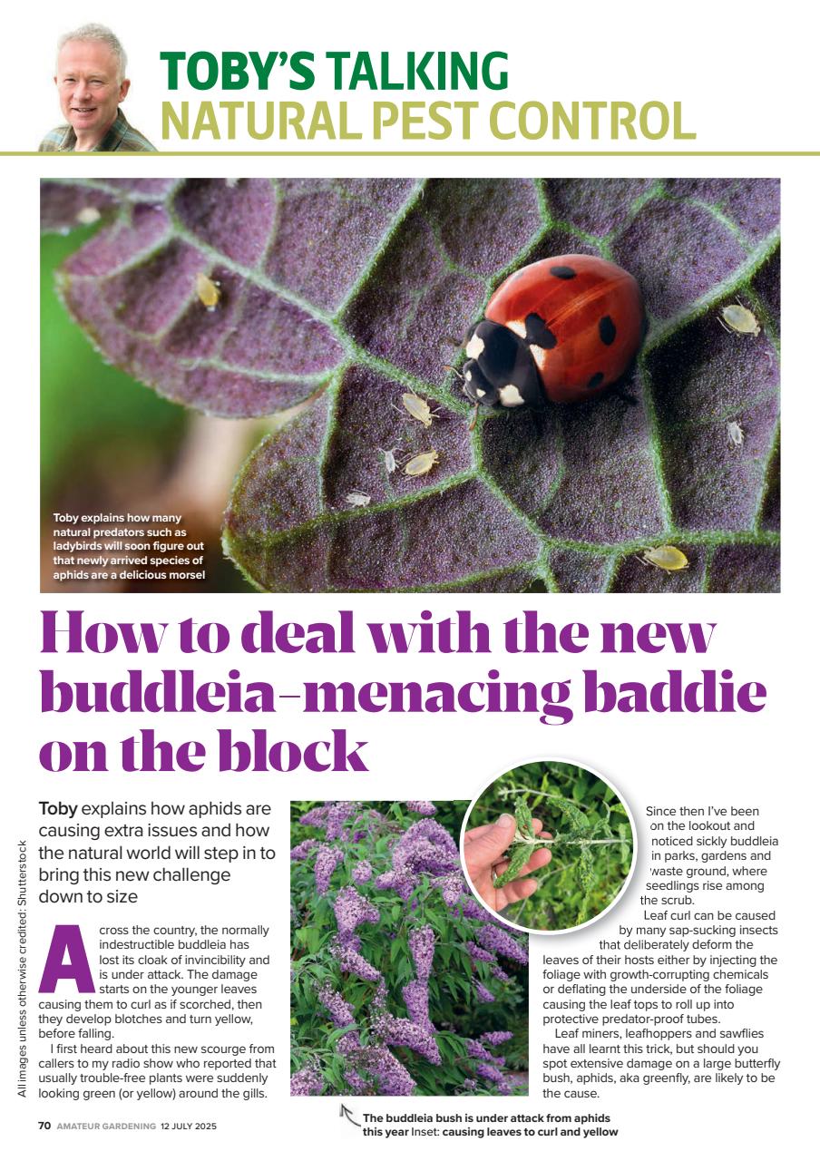 Amateur Gardening Preview Pages