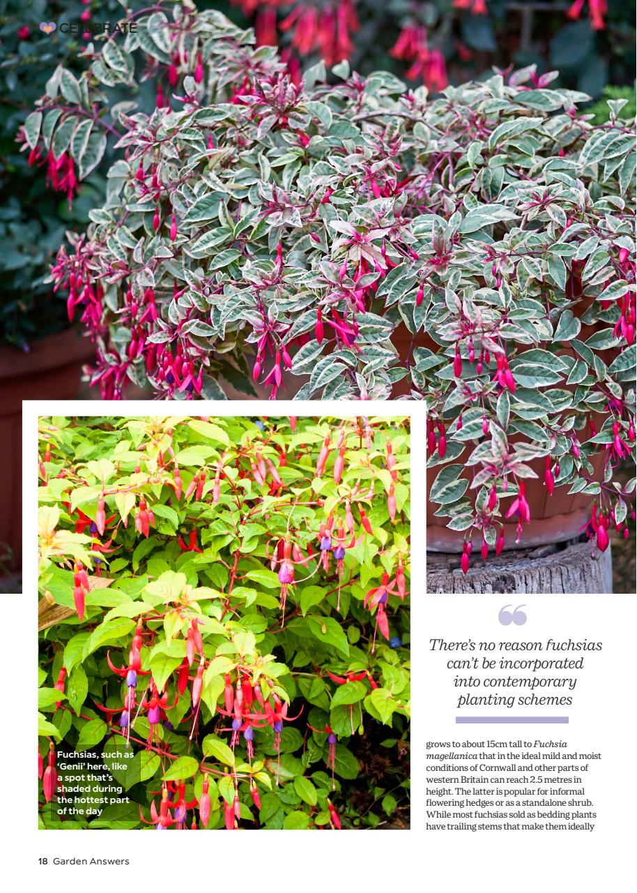 Garden Answers Preview Pages