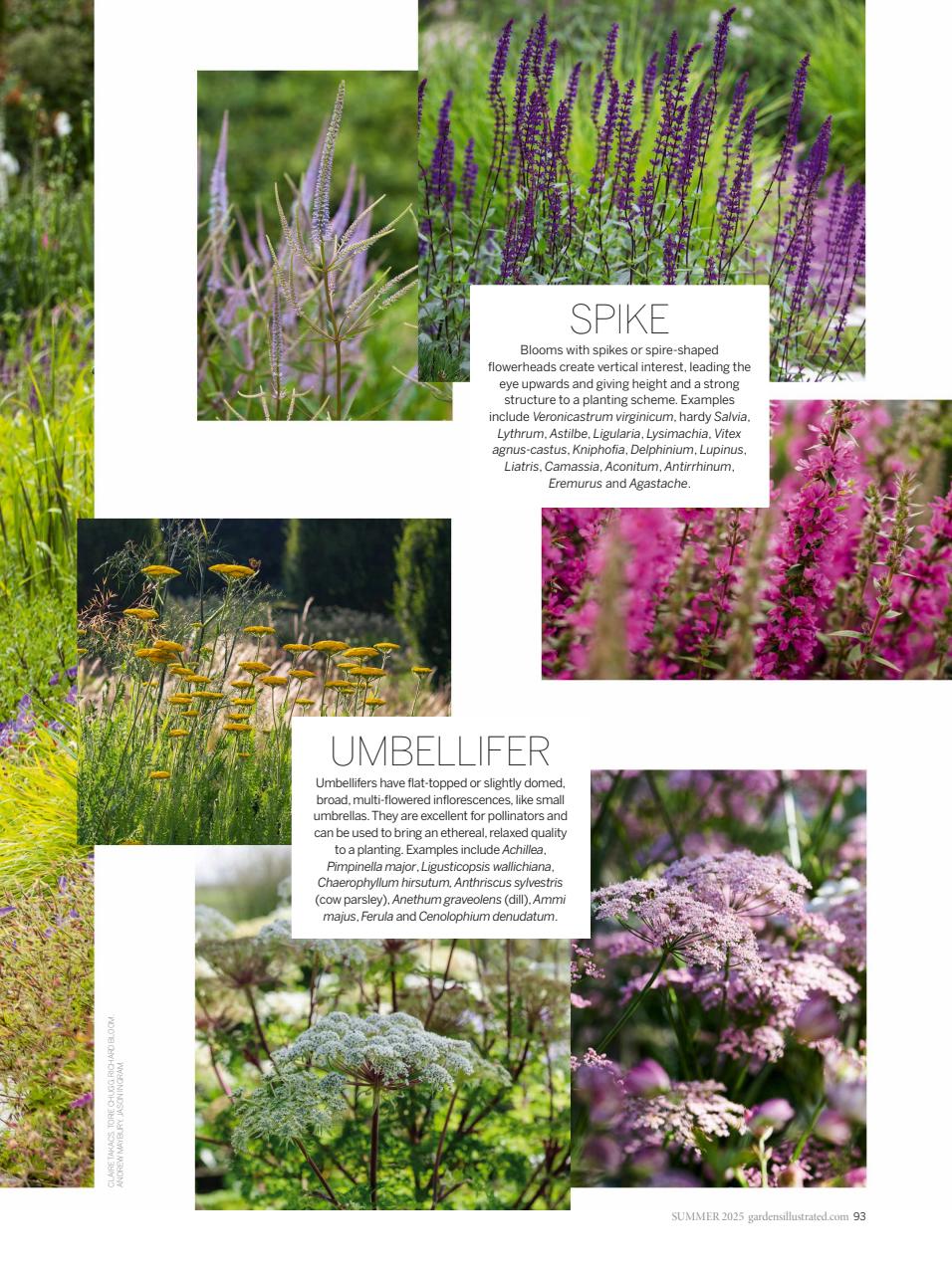 Gardens Illustrated Preview Pages