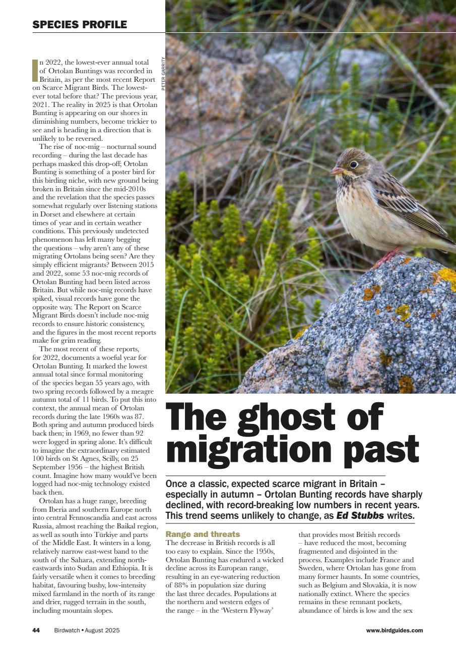 Birdwatch Magazine Preview Pages