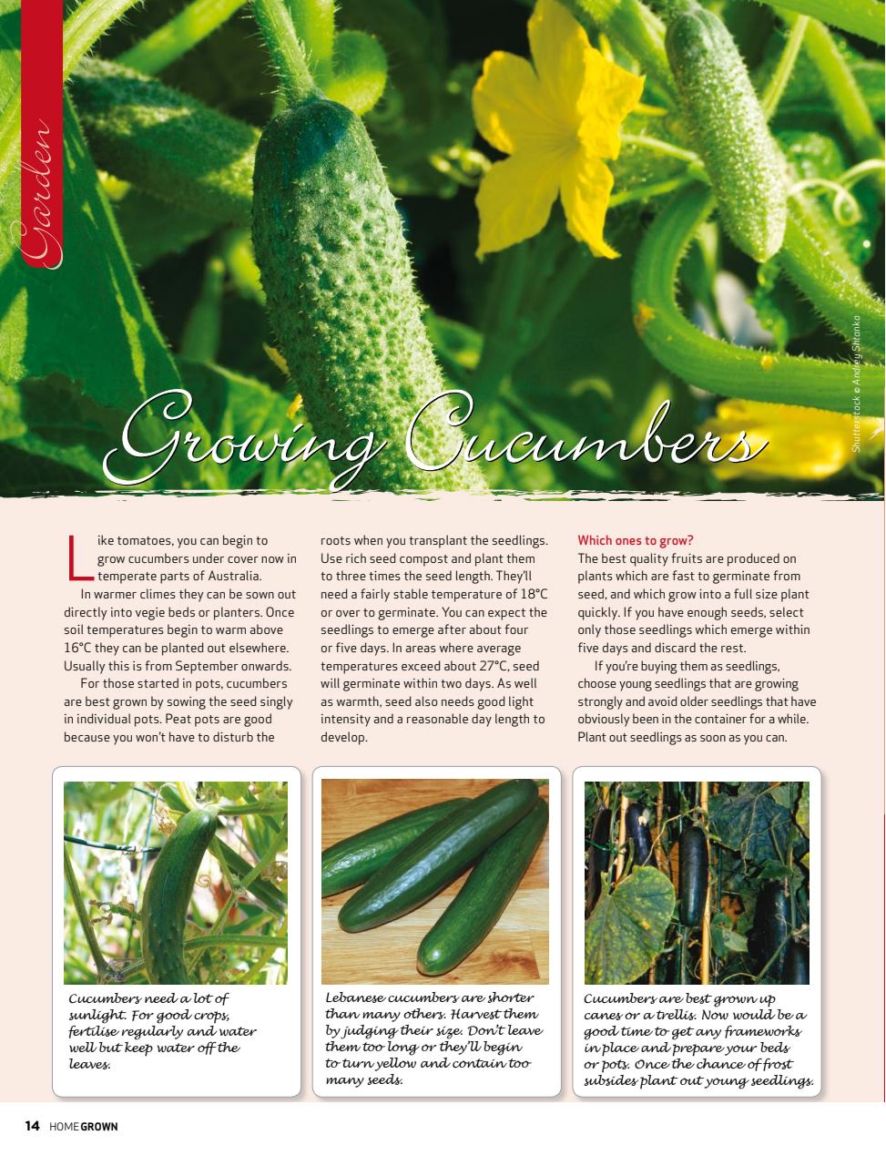 HomeGrown Preview Pages