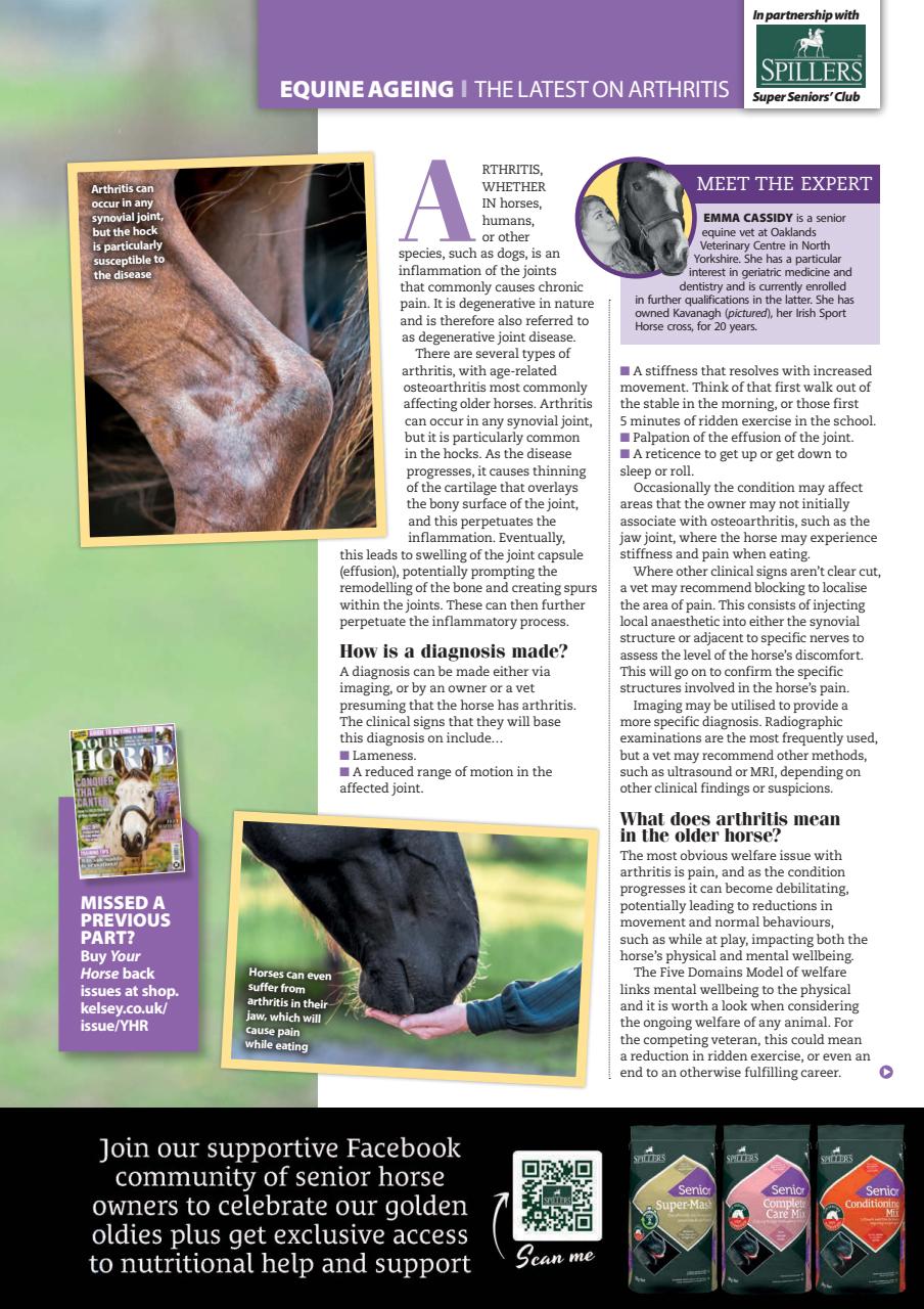 Your Horse Preview Pages