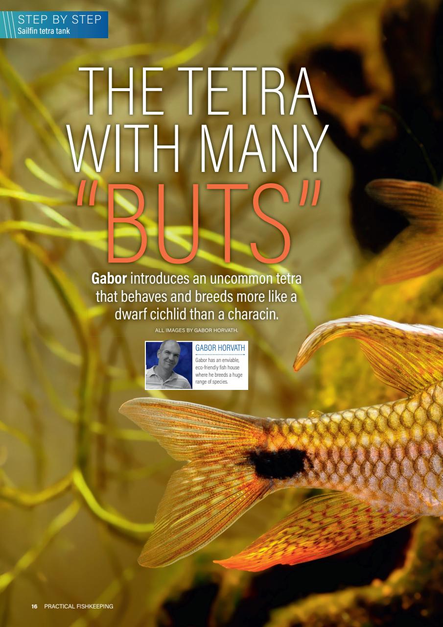 Practical Fishkeeping Preview Pages