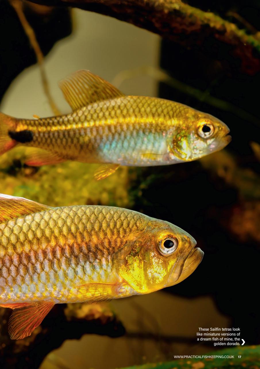 Practical Fishkeeping Preview Pages