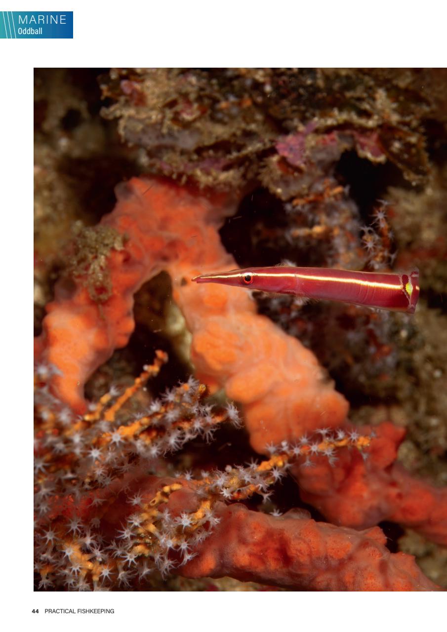 Practical Fishkeeping Preview Pages