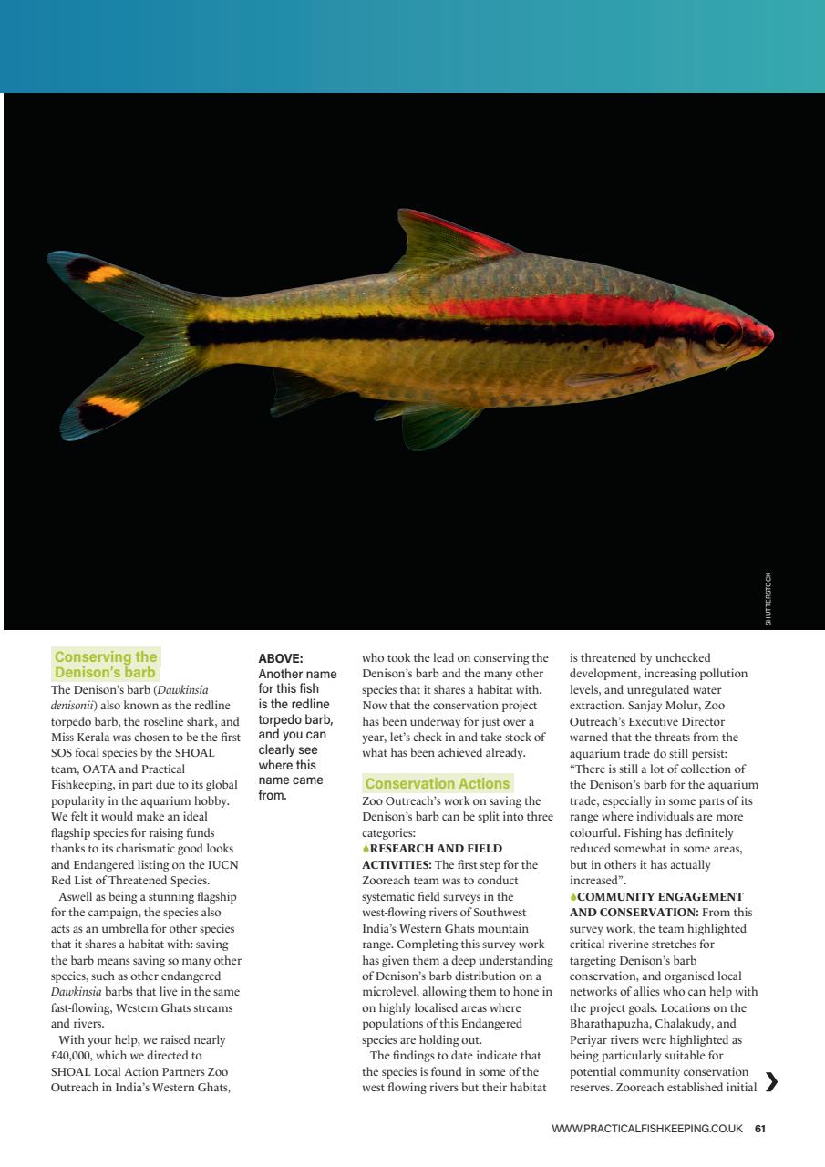Practical Fishkeeping Preview Pages