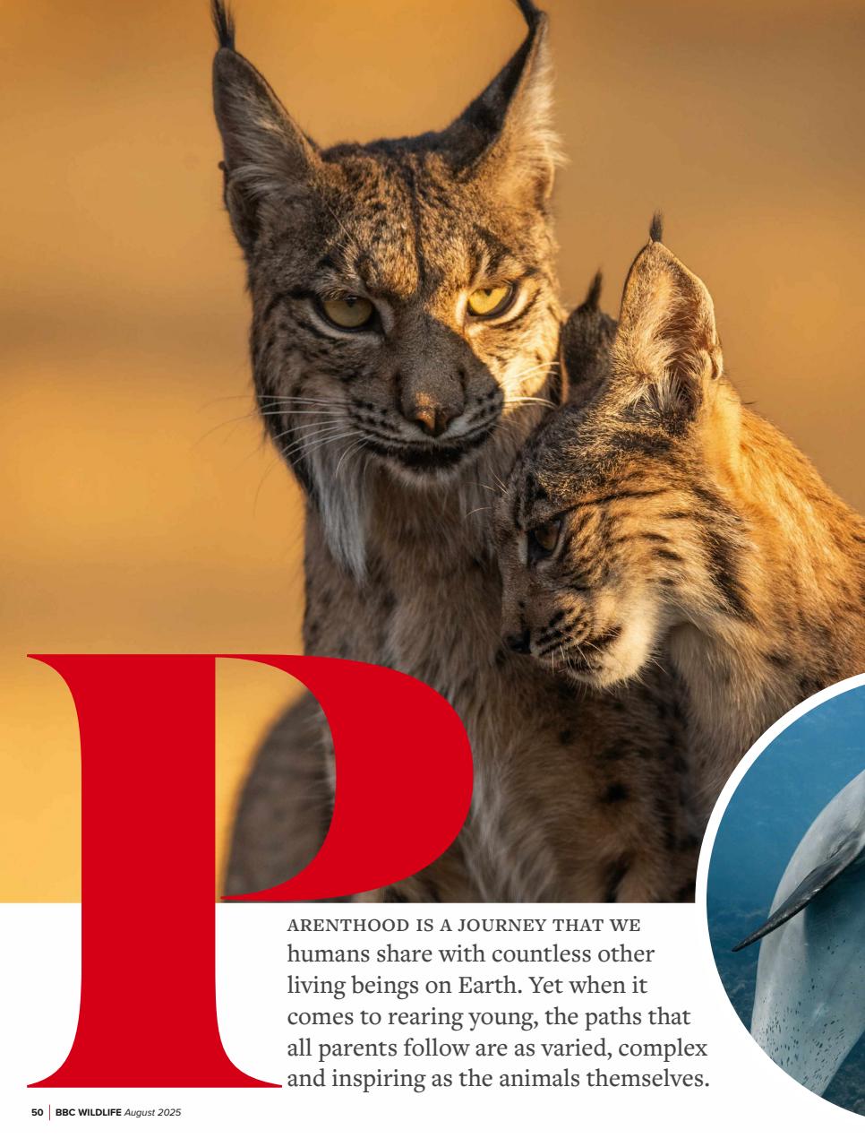 BBC Wildlife Magazine Preview Pages