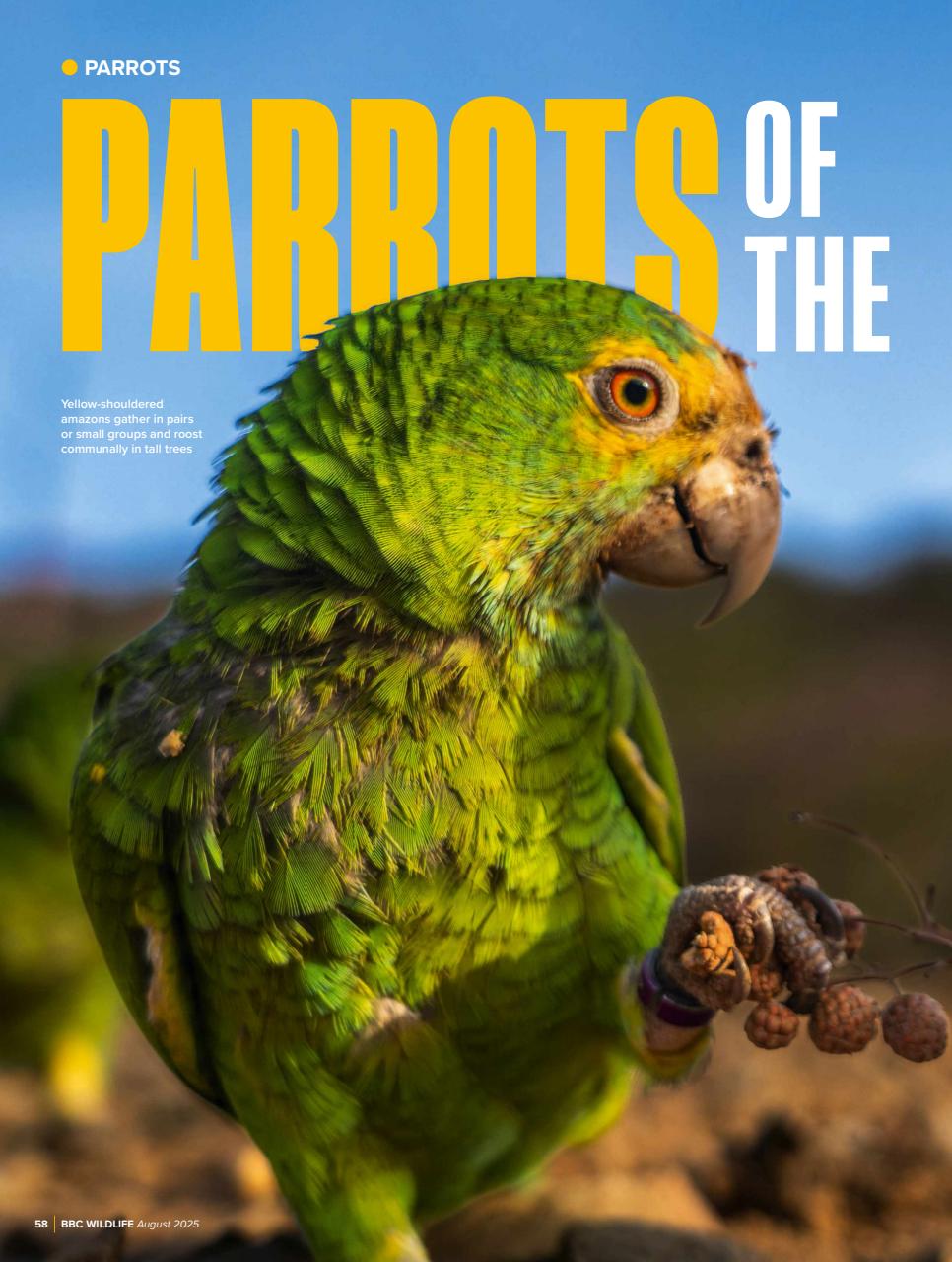 BBC Wildlife Magazine Preview Pages